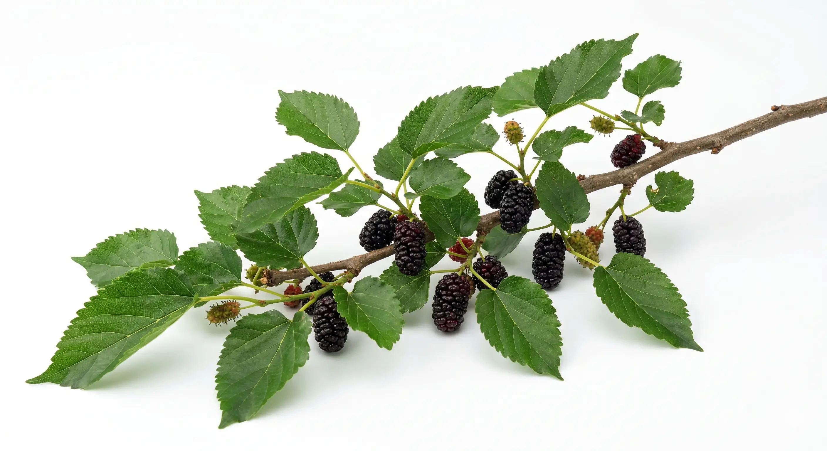 Schwarzes Maulbeerblatt