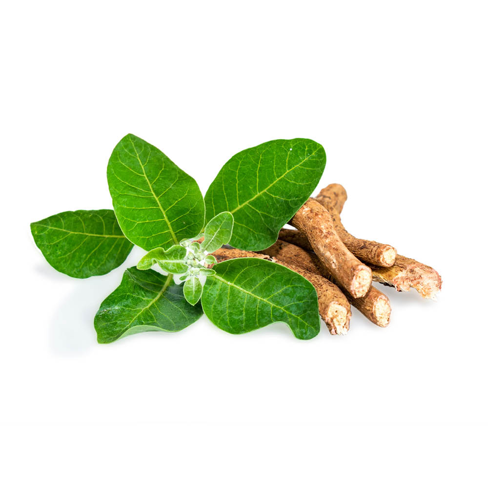 Ashwagandha-Wurzel-Extrakt